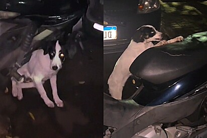 Cachorro protege moto que encontrou estacionada na rua como se fosse sua e impede mulher de subir nela.