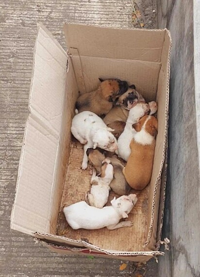 Dentro da caixa havia nove filhotes de cachorro abandonados.