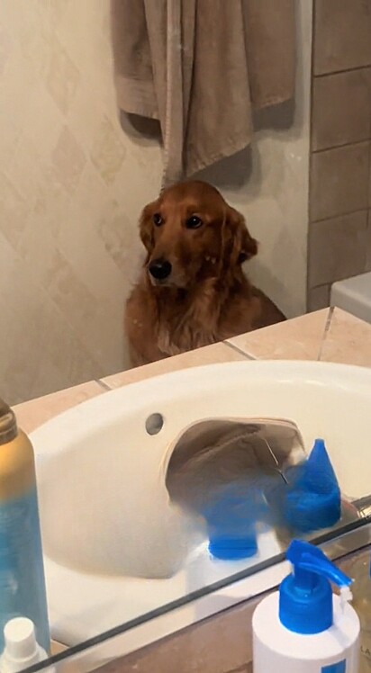 Golden retriever observa sua dona se arrumar com olhar triste.