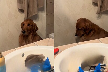 Mulher se preparava para sair - até que golden retriever lança olhar comovente.