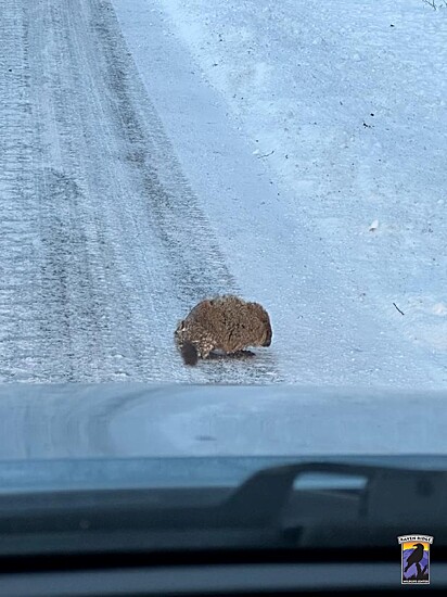 A marmota foi encontrada vagando em uma estrada de gelo.