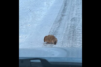 Casal avista pequena bola de pelo marrom se movendo e tropeçando na neve pela estrada.