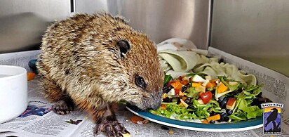  Pouco a pouco, a marmota foi se recuperando e quando as temperaturas se elevarem, será libertada na natureza.