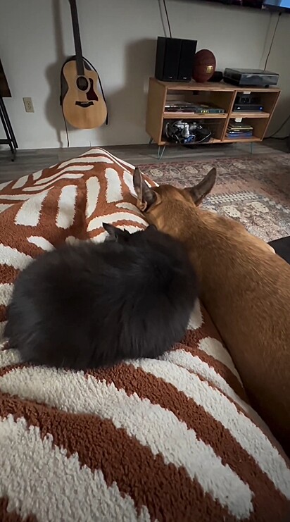 Com muita insistência do cão, o felino finalmente cedeu.
