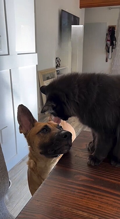 O gato Napoleão nem sempre foi amistoso com seu irmão canino.