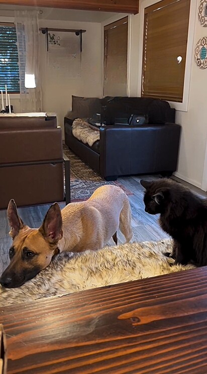 O cão Seve tentava se aproximar sem sucesso do seu irmão felino, Napoleão.