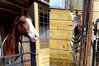 Cavalo tem reação fofa ao ver uma zebra pela primeira vez.