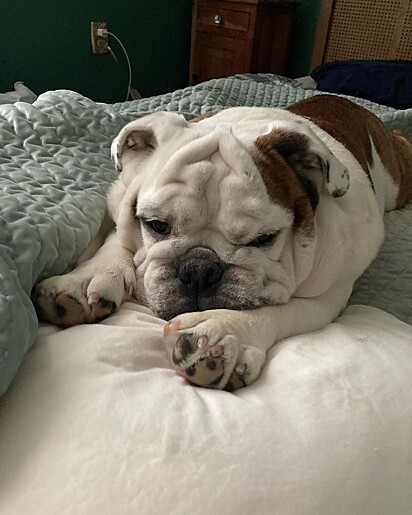 Louie prefere a cama a uma caminhada.