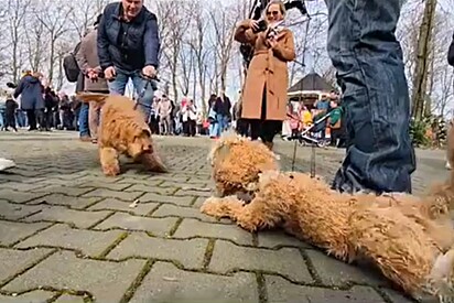 Dois cachorros se esbarram no parque – mas apenas um deles é real