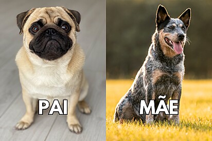 Conheça o cachorro mistura de Pug com Boiadeiro Australiano.