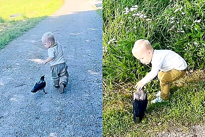 Menino de 2 anos e corvo viram melhores amigos e pássaro espera ansioso todos os dias criança voltar da escola.