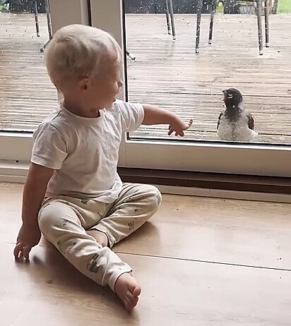 O corvo não perde a oportunidade de estar perto do amigo.