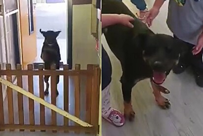 Cão vira-lata entra saltando dentro de sala de aula do maternal e logo depois faz o seu trabalho com um sorriso no rosto.