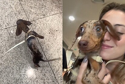 Cachorra Salsichinha mofada cria estratégia infalível para ir no colo durante passeios.