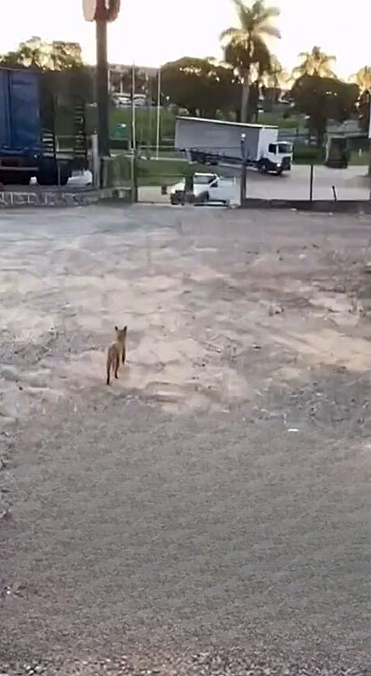 Ao avistar o veículo chegando, o felino saiu correndo em direção ao motorista.