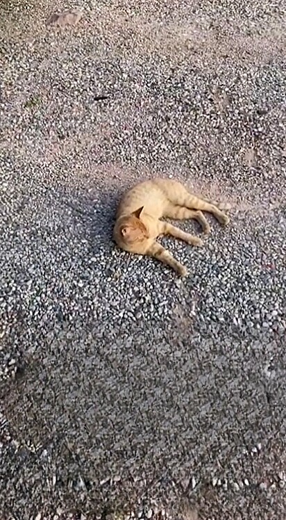 O gatinho laranja estava deitado tomando um solzinho enquanto esperava o caminhão chegar.