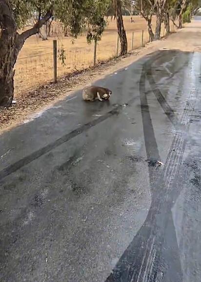 O coala foi encontrado agachado no meio da estrada.