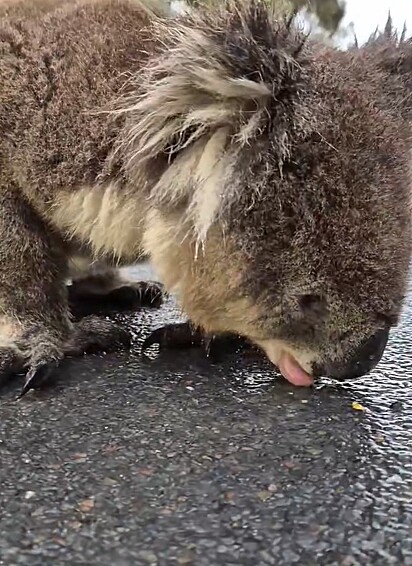 O coala estava bebendo água quando foi encontrado.