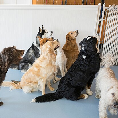 A avaliação comportamental é crucial para entender o comportamento de cada cão em ambientes com outros animais e atividades.