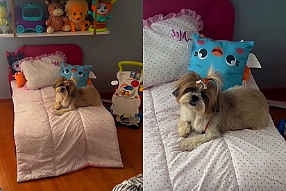Cachorra Shih-tzu ganha cama especial e agora pensa que a vida é um morango.