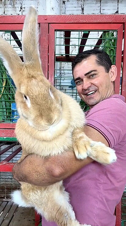 Especialista em coelhos, Donizete Teixeira Barbosa, mostrou recentemente um coelho Gigante de Flandres em suas redes sociais.