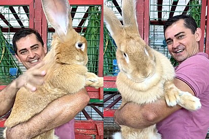 Raça de coelho Gigante de Flandres: Conheça uma das maiores raças de coelho do mundo.