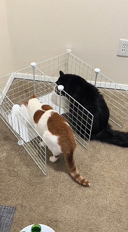 Tutora coloca cercado com divisória para seus gatos fazerem as refeições.