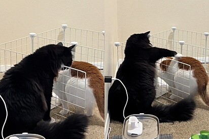 Mulher encontra solução genial para que gato não pegue comida do irmão.