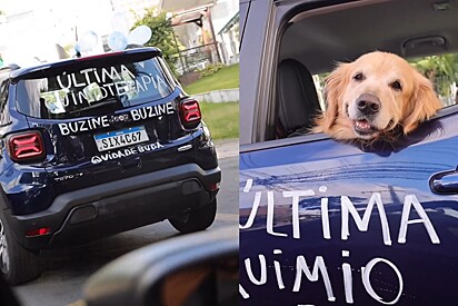 Cão Golden comemora último dia de quimioterapia e cena emociona.