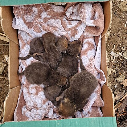 A equipe do Projeto Fox colocou os filhotes dentro de uma caixa, na esperança de que a mãe voltasse para resgatá-los.
