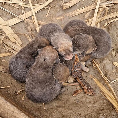 A mãe raposa resgatou os sete filhotes.