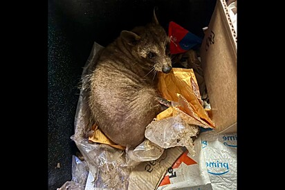 Um animal selvagem encolhido dentro de uma lata de lixo guarda seu segredo enterrado abaixo.