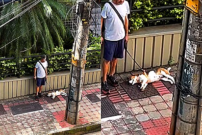 Tutor paciente viraliza ao esperar cão terminar a soneca para continuar o passeio.