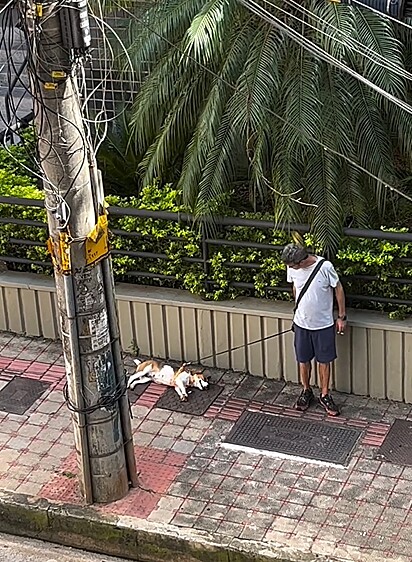O tutor aguardando pacientemente o cão acordar.