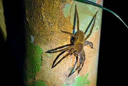 A aranha armadeira é uma das maiores e mais venenosas que existe. 