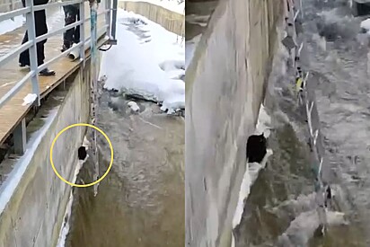 Resgate de gato preso em riacho congelado termina da forma mais surpreendente 