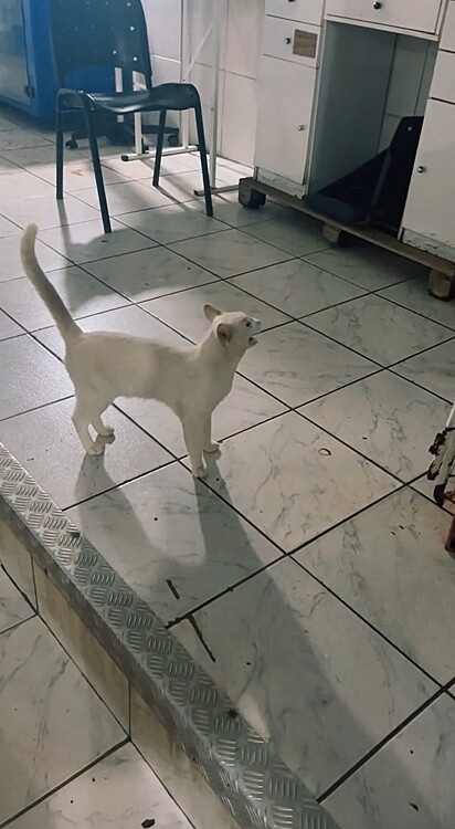 O gatinho Blue ficou desesperado ao ver que o seu amigo canino não estava mais lá.