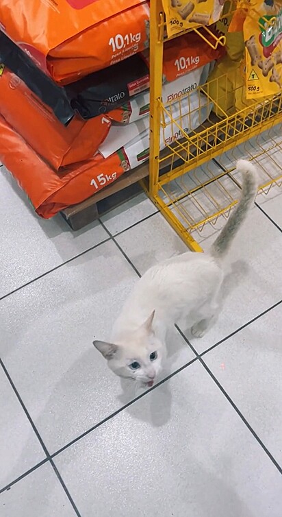 Ele procurou pelo seu amigo em todo o pet shop.