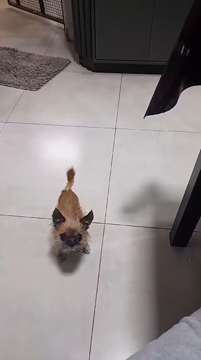 Recentemente, Luana compartilhou o vídeo que recebeu do pai mimando o cachorrinho da família.