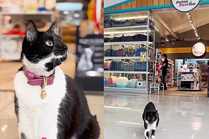 Gata resgatada entra no shopping e decide que mora lá agora.