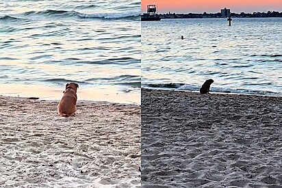 Cena de cão contemplando o pôr do sol à beira da praia comove internautas.