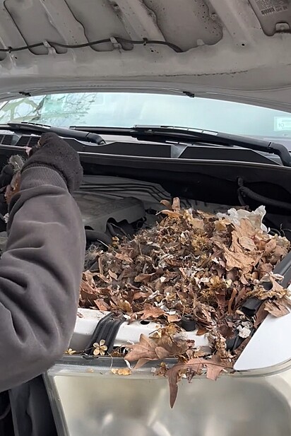 O mecânico encontrou uma pilha de folhas secas no motor do carro.