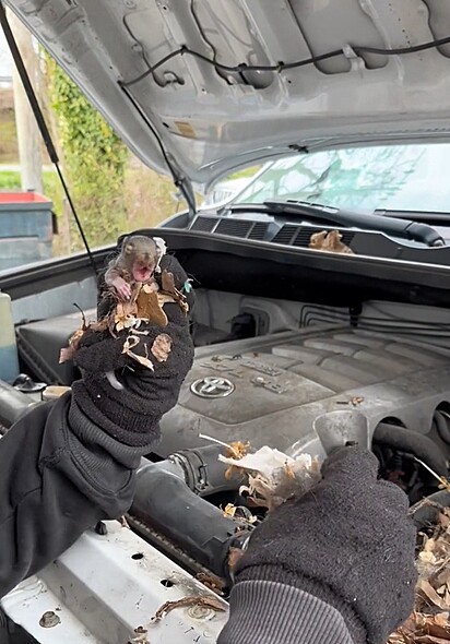 Seis filhotes de esquilos estavam abrigados no motor do carro.
