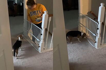 Tutor instala câmera para descobrir como seu cachorro escapa - e então ele descobre tática