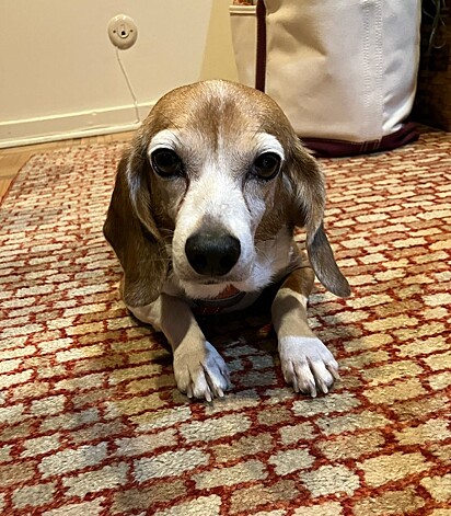 Lottie, uma cadela da raça beagle.