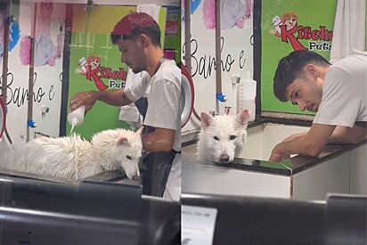 Funcionário de pet é flagrado tendo a maior paciência do mundo com husk que não queria banho.
