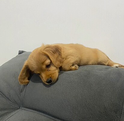 Mariany Papini acreditou estar adotando um cachorro da raça Cocker Spaniel.