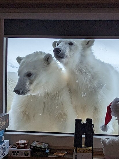 Os ursos polares na janela da mulher. O filhote estava curioso sobre o que havia dentro da sede.