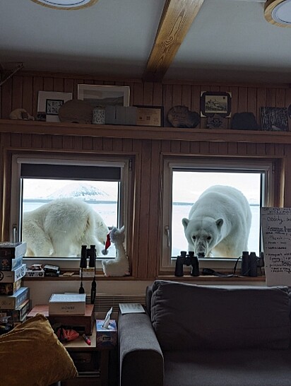 Os ursos polares na janela da mulher. A família apareceu de mansinho e surpreendeu a todos.