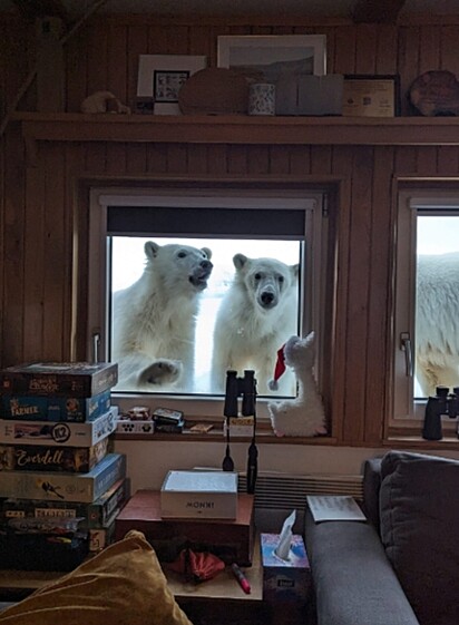 Os ursos polares na janela da mulher.